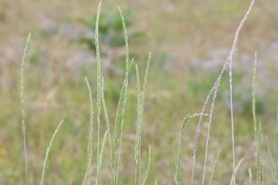 Elymus violaceus, photographed by Henry "Nick" Robertson