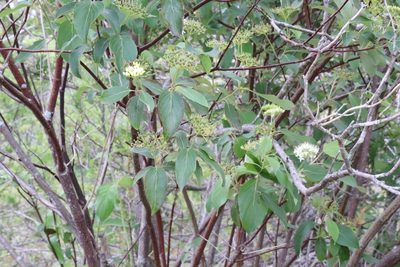 Cornus obliqua, photographed by Henry "Nick" Robertson
