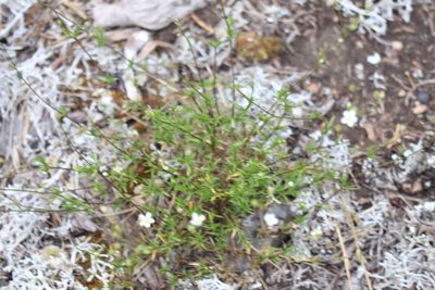 Sabulina michauxii, photographed by Henry "Nick" Robertson
