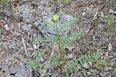 Astragalus canadensis, photographed by Henry "Nick" Robertson
