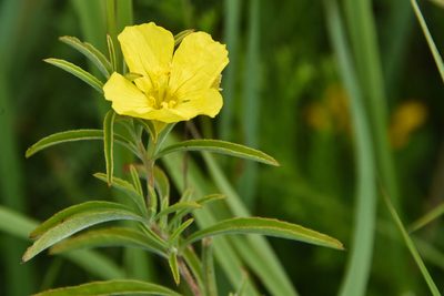 Oenothera serrulata, photographed by Jay Pruett