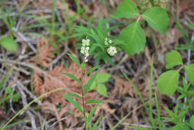 Polygala senega, photographed by Henry "Nick" Robertson