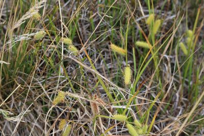 Carex hystericina, photographed by Henry "Nick" Robertson