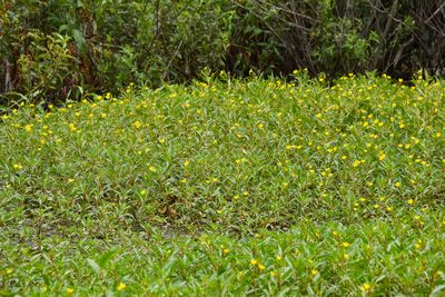Ludwigia hexapetala, photographed by Jay Pruett