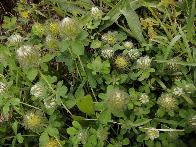 Trifolium diffusum, photographed by Tatiana Strus