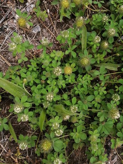Trifolium diffusum, photographed by Tatiana Strus
