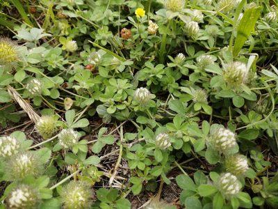 Trifolium diffusum, photographed by Tatiana Strus