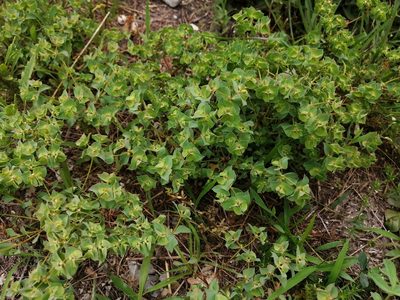 Euphorbia falcata, photographed by Tatiana Strus