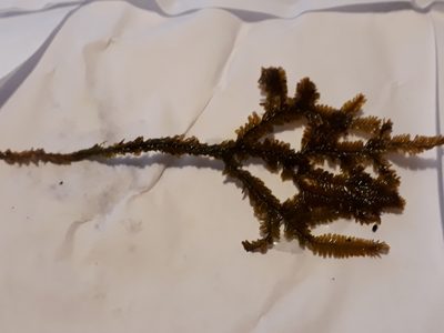 Plagiochila trispicata, photographed by Leon Perrie