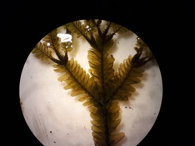 Plagiochila trispicata, photographed by Leon Perrie