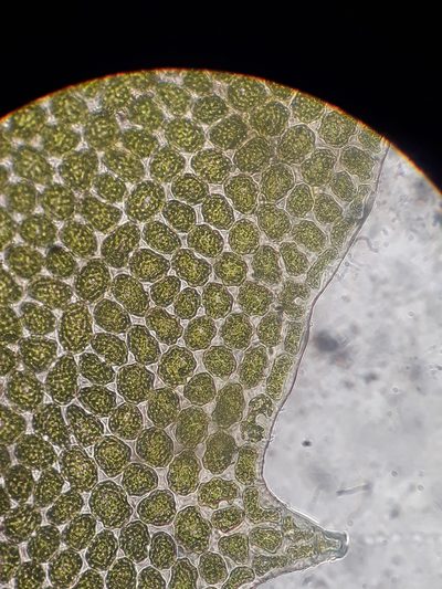 Plagiochila deltoidea, photographed by Leon Perrie