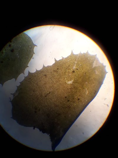 Plagiochila deltoidea, photographed by Leon Perrie