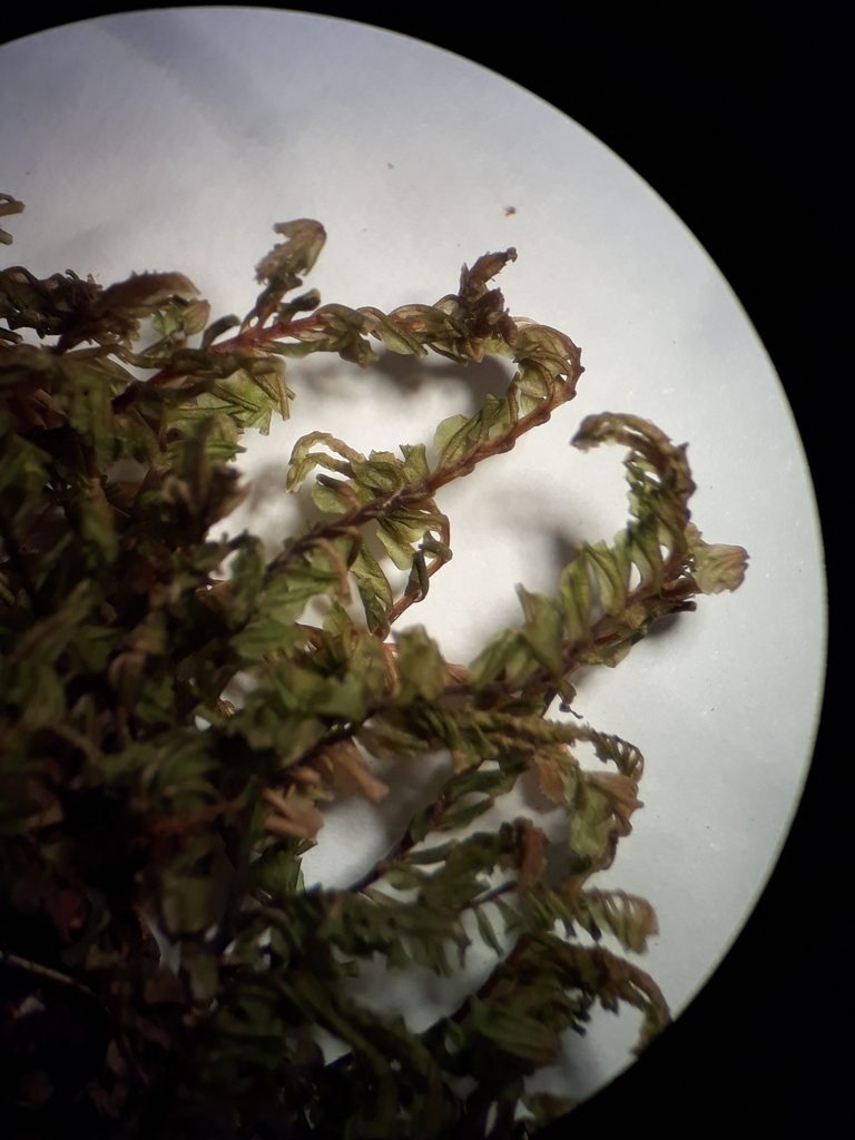Plagiochila gregaria, photographed by Leon Perrie
