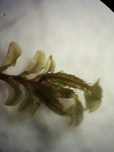 Plagiochila gregaria, photographed by Leon Perrie