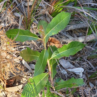 Xylomelum pyriforme, photographed by ronavery