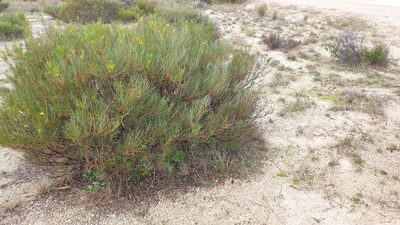 Acacia nematophylla, photographed by Rosalie Lawrence