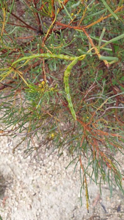 Acacia nematophylla, photographed by Rosalie Lawrence