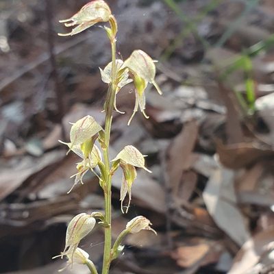 Acianthus fornicatus, photographed by ronavery