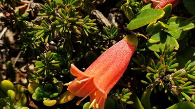 Correa pulchella, photographed by Rosalie Lawrence