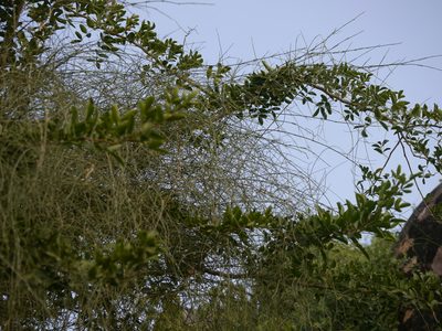 Ephedra ciliata, photographed by Dinesh Valke