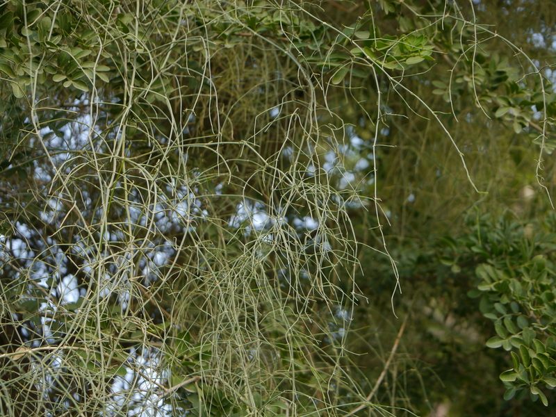 Ephedra ciliata, photographed by Dinesh Valke