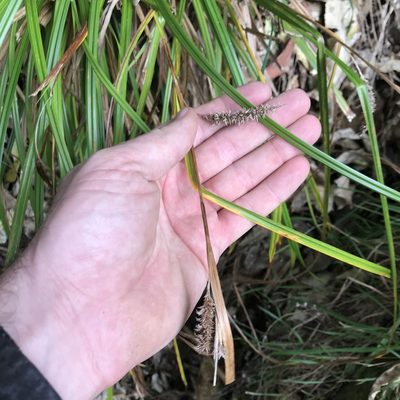 Carex forsteri, photographed by Tim Park