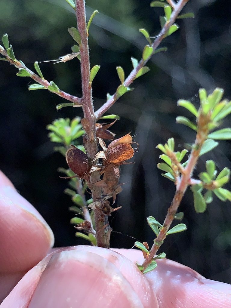 Pultenaea parviflora, photographed by Lukas Clews