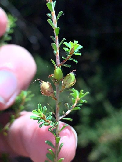 Pultenaea parviflora, photographed by Lukas Clews
