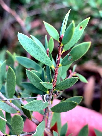 Melaleuca deanei, photographed by Lukas Clews