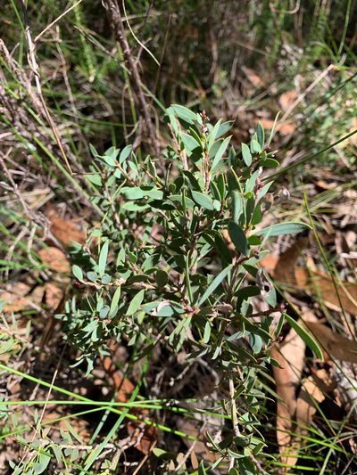 Melaleuca deanei, photographed by Lukas Clews