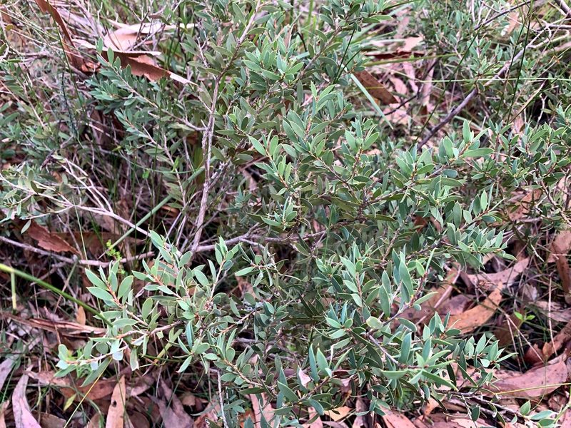 Melaleuca deanei, photographed by Lukas Clews