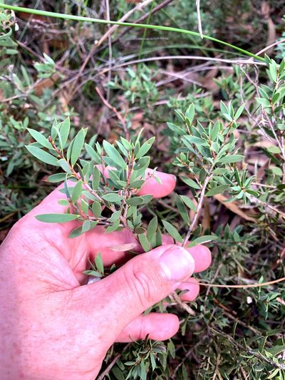 Melaleuca deanei, photographed by Lukas Clews