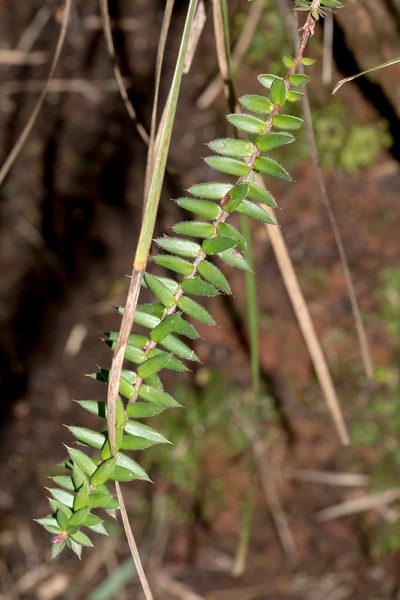 Acrotriche prostrata, photographed by Andrew Allen