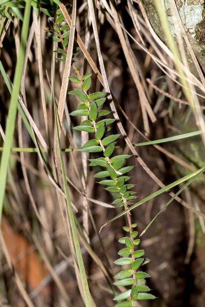 Acrotriche prostrata, photographed by Andrew Allen