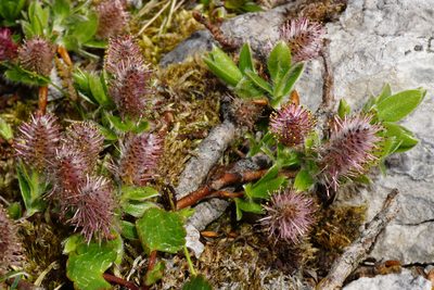 Salix alpina, photographed by Patrick Hacker
