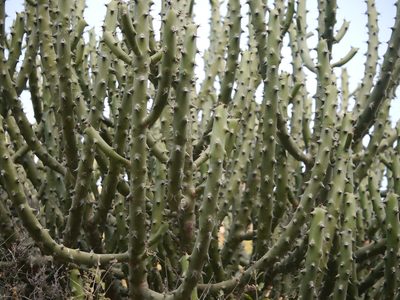 Euphorbia caducifolia, photographed by Dinesh Valke