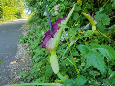 Dracunculus vulgaris, photographed by Christine Braaten