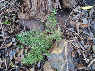 Asplenium richardii, photographed by gnapp