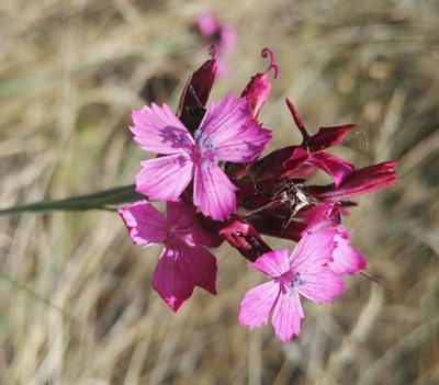 Dianthus giganteus, photographed by Christian Pietzsch