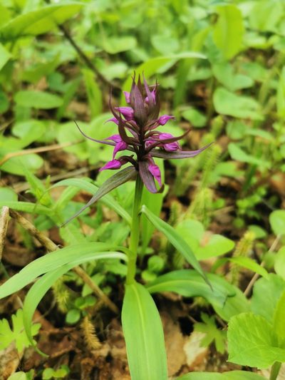 Dactylorhiza aristata, photographed by Валерия Ковалева