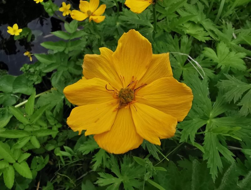 Trollius riederianus, photographed by Валерия Ковалева