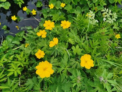 Trollius riederianus, photographed by Валерия Ковалева