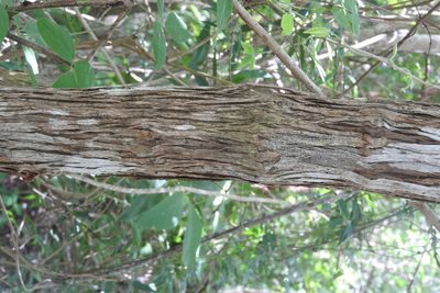 Gymnopodium floribundum, photographed by Sebastián de Jesús Herrera Buenfil
