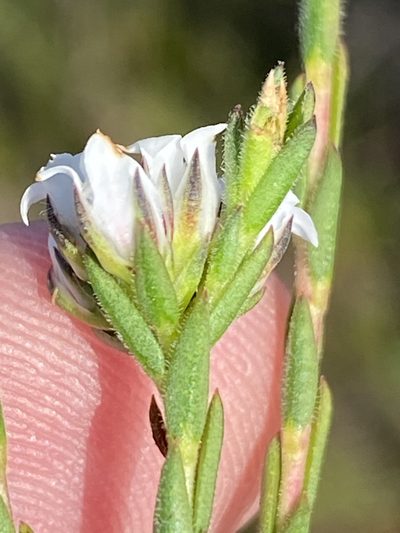 Euchaetis diosmoides, photographed by Dave U