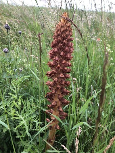 Orobanche elatior, photographed by hugorainey