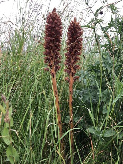 Orobanche elatior, photographed by hugorainey