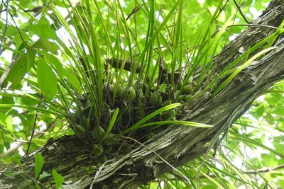Encyclia nematocaulon, photographed by Sebastián de Jesús Herrera Buenfil