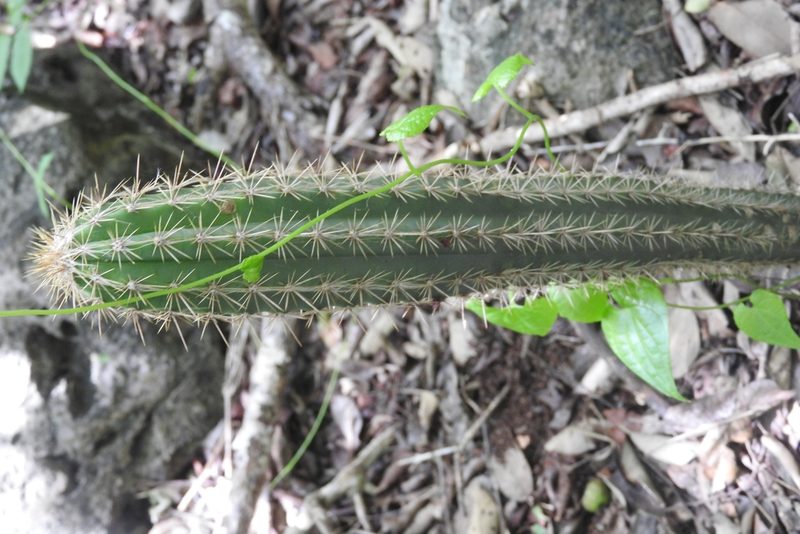 Pilosocereus gaumeri, photographed by Sebastián de Jesús Herrera Buenfil
