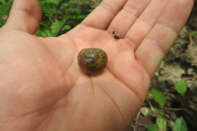 Brosimum alicastrum, photographed by Sebastián de Jesús Herrera Buenfil