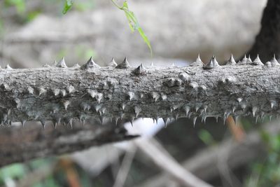 Ceiba aesculifolia, photographed by Sebastián de Jesús Herrera Buenfil